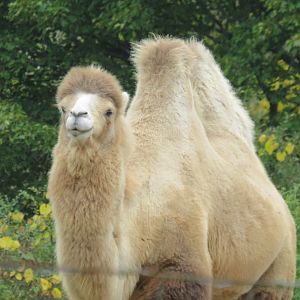 Bactrian camel