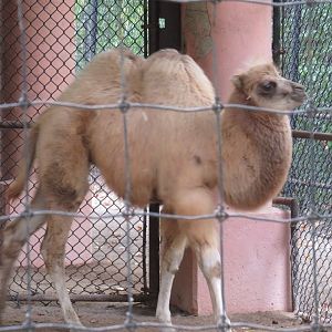 Bactrian camel calf