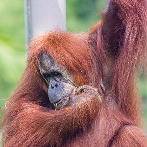 Indah, orangutan