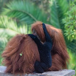 Mixed species exhibit, orangutan and siamang.