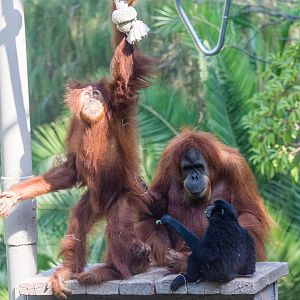 Mixed species exhibit, orangutan and siamang.
