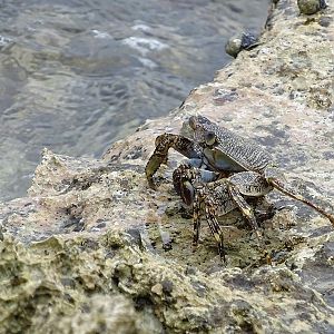 Grapsus grapsus