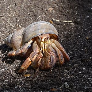 Caribbean hermit crab (Coenobita clypeatus)