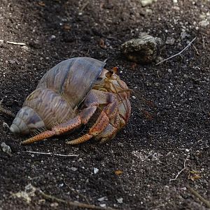 Caribbean hermit crab (Coenobita clypeatus)
