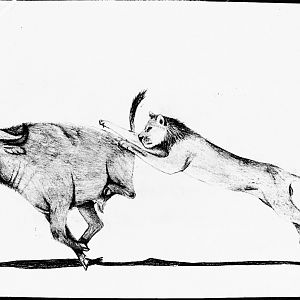 An almost maneless lion chasing a Cape buffalo