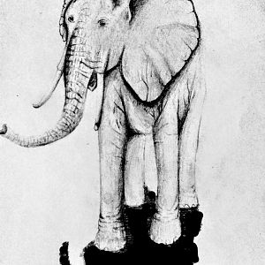 African elephant cow