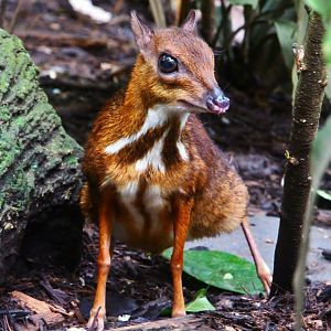 Fragile Forest - Lesser Mousedeer (Tragulus kanchil)