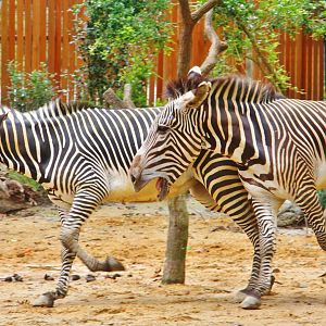 Wild Africa - Grevy's Zebras