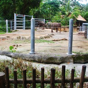 New barriers at Asian elephant exhibit