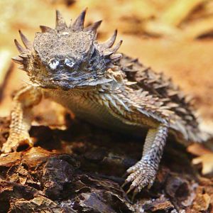 RepTopia - Regal Horned Lizard