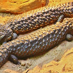 RepTopia - Shingleback Skink