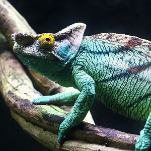 RepTopia - Parson's Chameleon