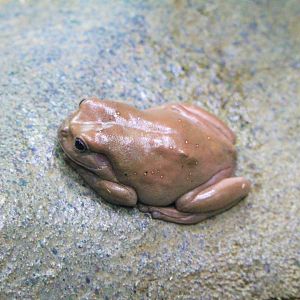 White's Tree Frog (Litorea caerulea)