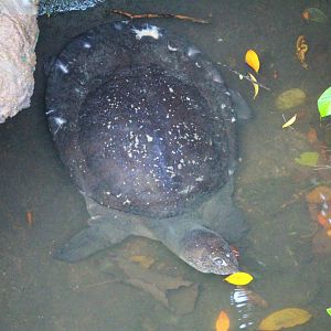 Asiatic Softshell Turtle (Amyda cartilaginea)