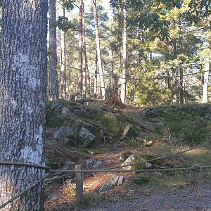 Squirrel Monkey/Ring-tailed Lemur walk-through woods