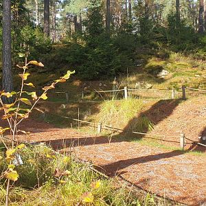 Squirrel Monkey/Ring-tailed Lemur walk-through woods