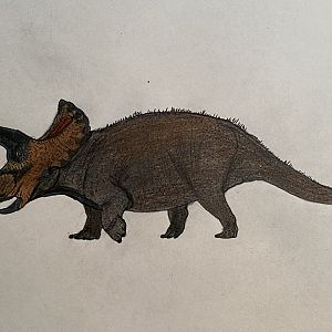 Triceratops prorsus (My depiction)