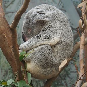 Queensland koala (Phascolarctos cinereus adustus), 2020-06-12