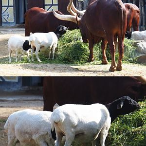 Ankole-Watusi cattle (Bos taurus indicus) and Somali black-headed sheep (Ovis aries), 2020-06-12