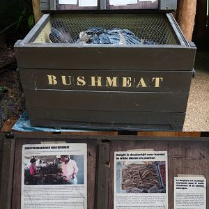 Bonobo house ranger post - Display on illegal bushmeat trade, 2020-06-12