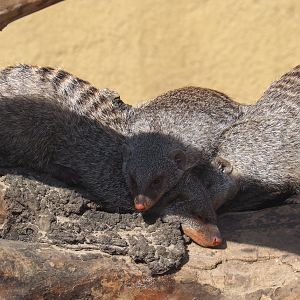Banded mongooses (Mungos mungo), 2020-06-12