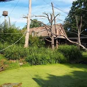 Black lemur and Ring-tailed lemur walk-through exhibit, 2020-06-12