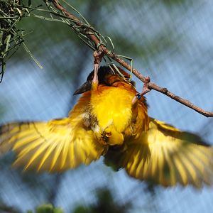 Village weaver (Ploceus cucullatus), 2020-06-12