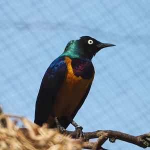 Golden-breasted starling (Lamprotornis regius), 2020-06-12