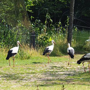 European white storks (Ciconia ciconia), 2020-06-12