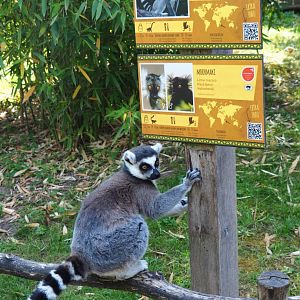 Ring-tailed lemur (Lemur catta) with lemur signage, 2020-06-12