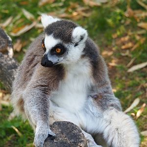 Ring-tailed lemur (Lemur catta), 2020-06-12