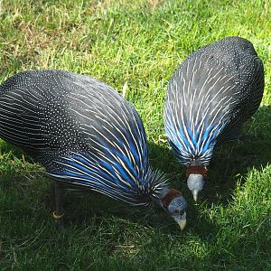 Vulturine guineafowls (Acryllium vulturinum), 2020-06-12