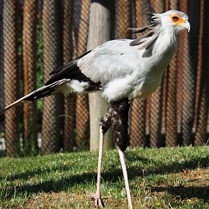 Secretary bird (Sagittarius serpentarius), 2020-06-12