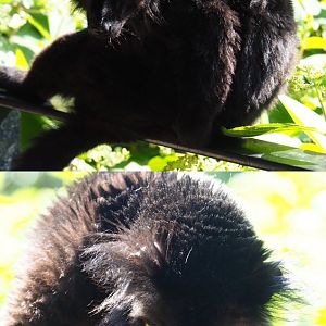 Male Black lemur (Eulemur macaco), 2020-06-12