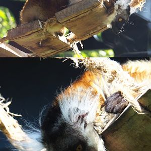 Female Black lemur (Eulemur macaco), 2020-06-12