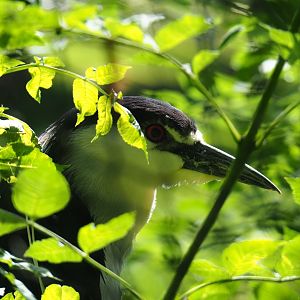 Black-crowned night heron (Nycticorax nycticorax nycticorax), 2020-06-12