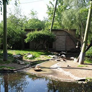 African waterfront aviary, 2020-06-12