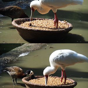 African spoonbill (Platalea alba) and White-faced whistling duck (Dendrocygna viduata) eating pellets, 2020-06-12