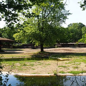 Grévy's zebra paddock, 2020-06-12