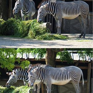 Grévy's zebras (Equus grevyi), 2020-06-12