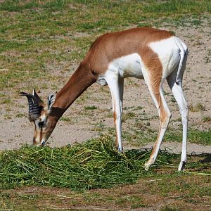 Mhorr gazelle (Nanger dama mhorr), 2020-06-12