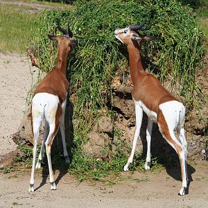 Mhorr gazelle (Nanger dama mhorr), 2020-06-12