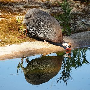 Drinking Helmeted guineafowl (Numida meleagris), 2020-06-12