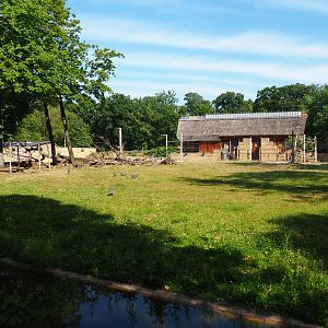 Kordofan giraffe, Addax, Mhorr gazelle and Helmeted guineafowl savanna paddock, 2020-06-12