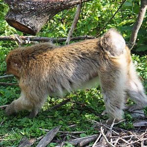Barbary macaque (Macaca sylvanus), 2020-06-12