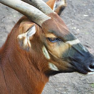 Mountain bongo (Tragelaphus eurycerus isaaci), 2020-06-12