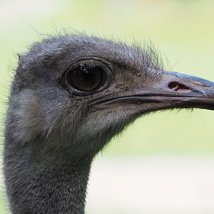 Ostrich (Struthio camelus), 2020-06-12