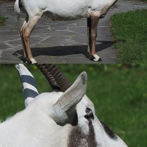 Arabian oryx (Oryx leucoryx), 2020-06-12