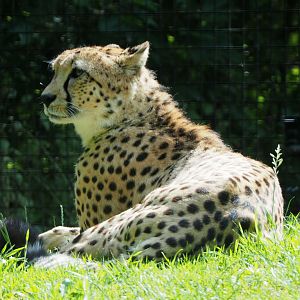 Northeast African cheetah, 2020-06-12