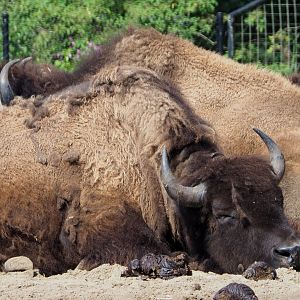 American Plains bison (Bison bison bison), 2020-06-12